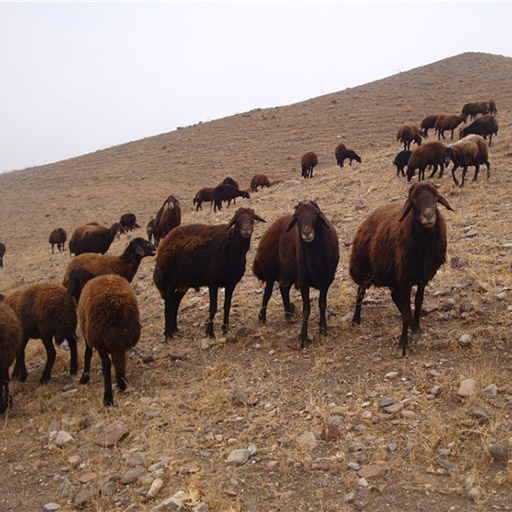 انواع نژاد گوسفندان ایرانی
