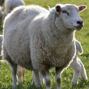 بهترین مکمل های غذایی برای پروار کردن گوسفند