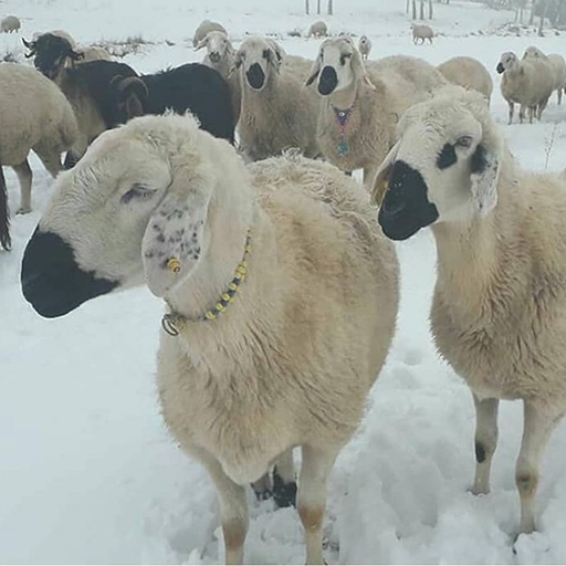 گوسفند نژاد نائینی
