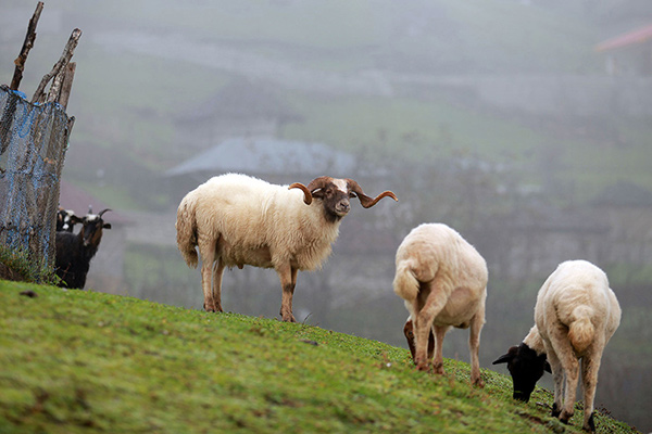 گوسفند نژاد تالشی و اتابای
