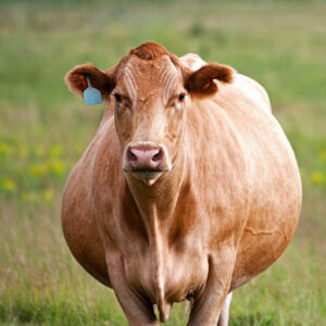 تشخیص گاو آبستن