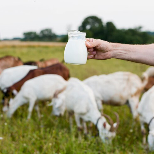 دلایل کاهش شیردهی گوسفندان
